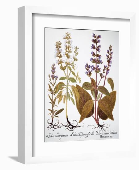 Sage, 1613-Besler Basilius-Framed Giclee Print