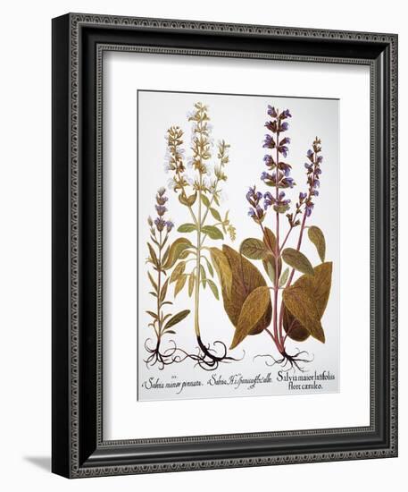 Sage, 1613-Besler Basilius-Framed Giclee Print