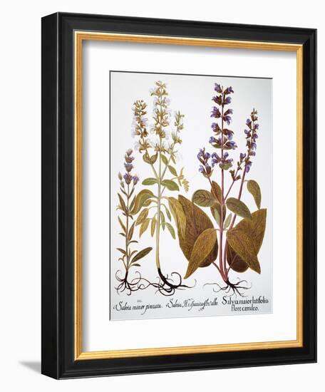 Sage, 1613-Besler Basilius-Framed Giclee Print