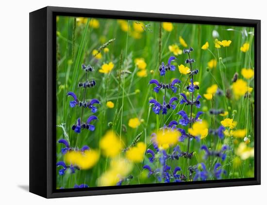 Sage and Buttercup, in wildflower meadow, Italy-Konrad Wothe-Framed Premier Image Canvas