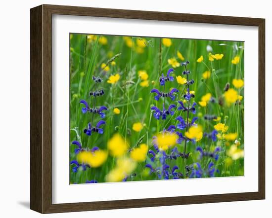 Sage and Buttercup, in wildflower meadow, Italy-Konrad Wothe-Framed Photographic Print