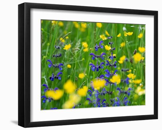 Sage and Buttercup, in wildflower meadow, Italy-Konrad Wothe-Framed Photographic Print