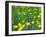 Sage and Buttercup, in wildflower meadow, Italy-Konrad Wothe-Framed Photographic Print