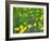 Sage and Buttercup, in wildflower meadow, Italy-Konrad Wothe-Framed Photographic Print