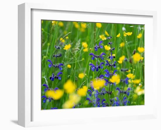 Sage and Buttercup, in wildflower meadow, Italy-Konrad Wothe-Framed Photographic Print