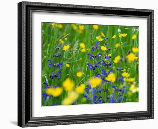 Sage and Buttercup, in wildflower meadow, Italy-Konrad Wothe-Framed Photographic Print