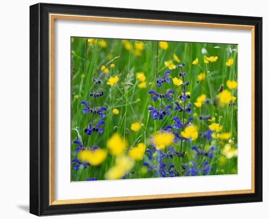 Sage and Buttercup, in wildflower meadow, Italy-Konrad Wothe-Framed Photographic Print