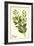 Sage antique-The Saturday Evening Post-Framed Giclee Print