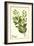 Sage antique-The Saturday Evening Post-Framed Giclee Print