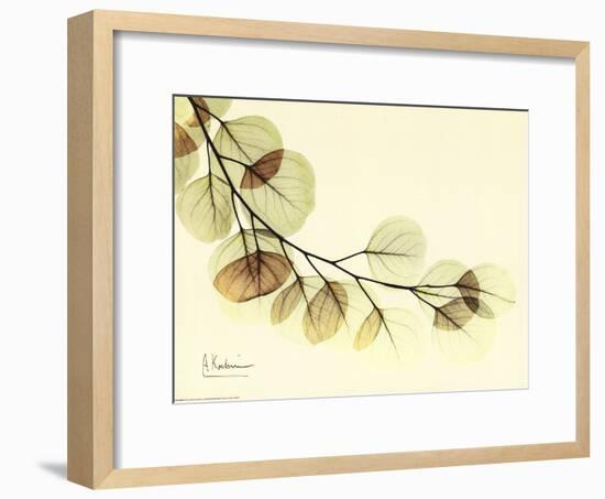 Sage Eucalyptus Leaves II-Albert Koetsier-Framed Art Print