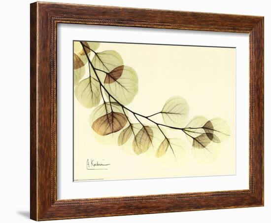 Sage Eucalyptus Leaves II-Albert Koetsier-Framed Art Print