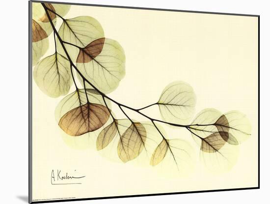 Sage Eucalyptus Leaves II-Albert Koetsier-Mounted Art Print