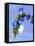 Sage Flowers-Franck Bichon-Framed Premier Image Canvas