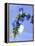 Sage Flowers-Franck Bichon-Framed Premier Image Canvas