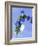 Sage Flowers-Franck Bichon-Framed Photographic Print