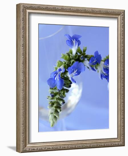Sage Flowers-Franck Bichon-Framed Photographic Print