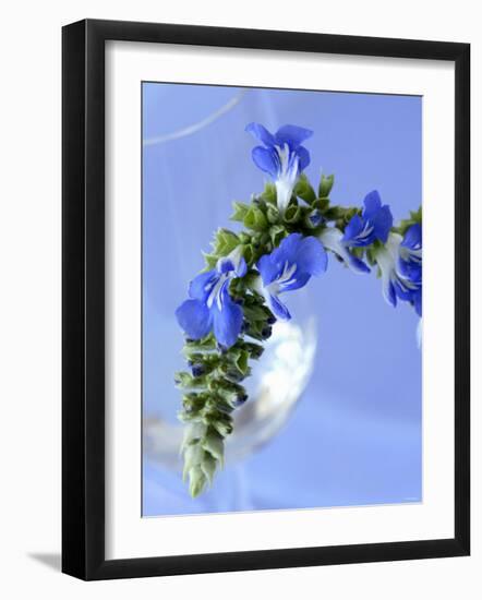 Sage Flowers-Franck Bichon-Framed Photographic Print