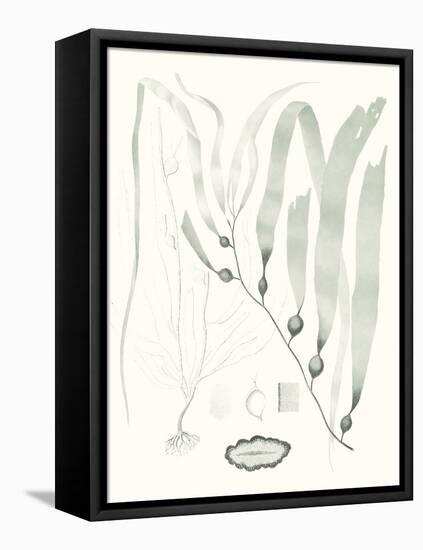 Sage Green Seaweed III-Vision Studio-Framed Stretched Canvas