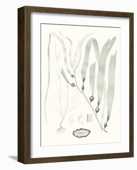 Sage Green Seaweed III-Vision Studio-Framed Art Print