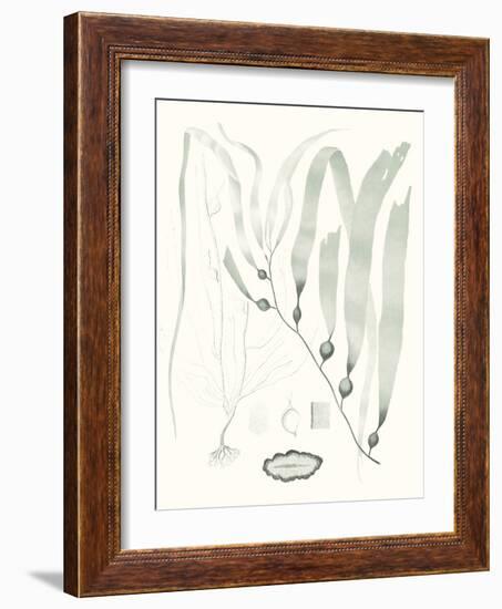 Sage Green Seaweed III-Vision Studio-Framed Art Print