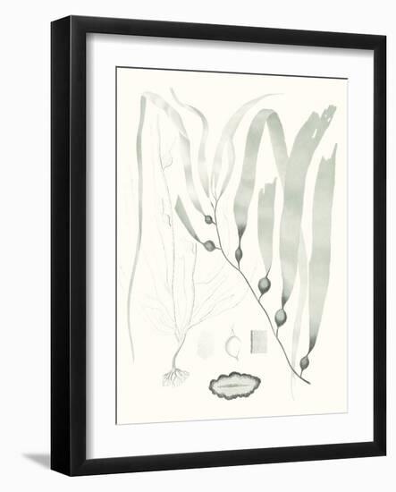 Sage Green Seaweed III-Vision Studio-Framed Art Print