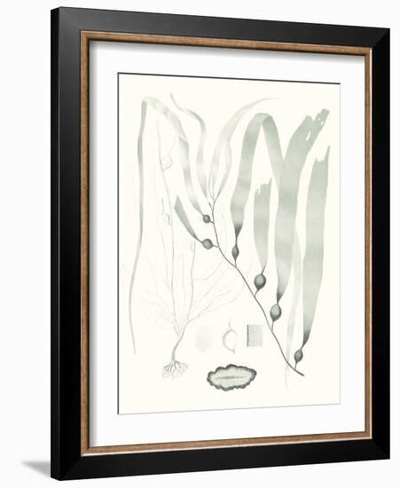 Sage Green Seaweed III-Vision Studio-Framed Art Print