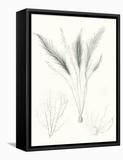 Sage Green Seaweed VIII-Vision Studio-Framed Stretched Canvas