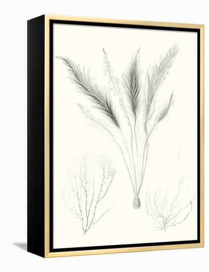 Sage Green Seaweed VIII-Vision Studio-Framed Stretched Canvas