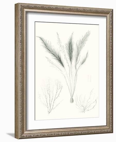 Sage Green Seaweed VIII-Vision Studio-Framed Art Print