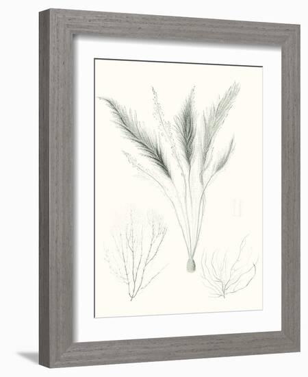 Sage Green Seaweed VIII-Vision Studio-Framed Art Print