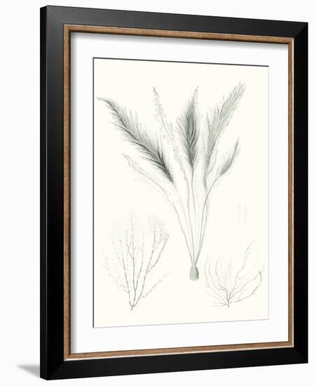 Sage Green Seaweed VIII-Vision Studio-Framed Art Print