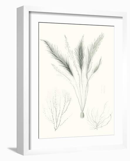 Sage Green Seaweed VIII-Vision Studio-Framed Art Print