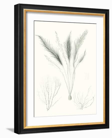 Sage Green Seaweed VIII-Vision Studio-Framed Art Print