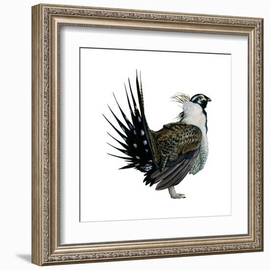 Sage Grouse (Centrocercus Urophasianus), Birds-Encyclopaedia Britannica-Framed Art Print