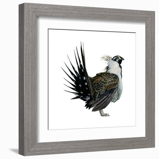 Sage Grouse (Centrocercus Urophasianus), Birds-Encyclopaedia Britannica-Framed Art Print