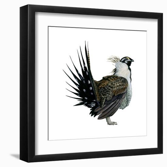 Sage Grouse (Centrocercus Urophasianus), Birds-Encyclopaedia Britannica-Framed Art Print