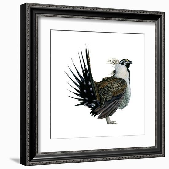 Sage Grouse (Centrocercus Urophasianus), Birds-Encyclopaedia Britannica-Framed Art Print