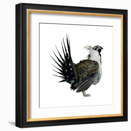 Sage Grouse (Centrocercus Urophasianus), Birds-Encyclopaedia Britannica-Framed Art Print