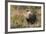 Sage Grouse, Courtship Display-Ken Archer-Framed Photographic Print