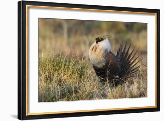 Sage Grouse, Courtship Display-Ken Archer-Framed Photographic Print