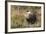 Sage Grouse, Courtship Display-Ken Archer-Framed Photographic Print