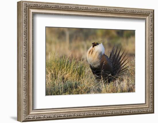 Sage Grouse, Courtship Display-Ken Archer-Framed Photographic Print