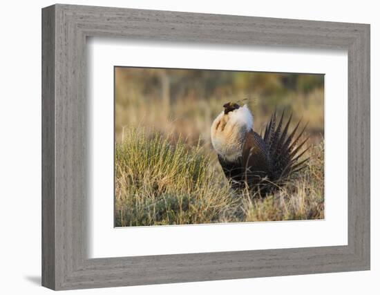 Sage Grouse, Courtship Display-Ken Archer-Framed Photographic Print