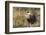 Sage Grouse, Courtship Display-Ken Archer-Framed Photographic Print