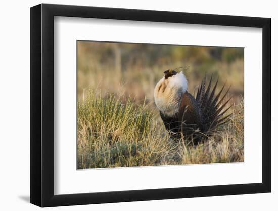 Sage Grouse, Courtship Display-Ken Archer-Framed Photographic Print