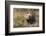 Sage Grouse, Courtship Display-Ken Archer-Framed Photographic Print