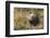 Sage Grouse, Courtship Display-Ken Archer-Framed Photographic Print