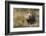Sage Grouse, Courtship Display-Ken Archer-Framed Photographic Print