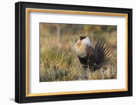 Sage Grouse, Courtship Display-Ken Archer-Framed Photographic Print