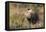 Sage Grouse, Courtship Display-Ken Archer-Framed Premier Image Canvas